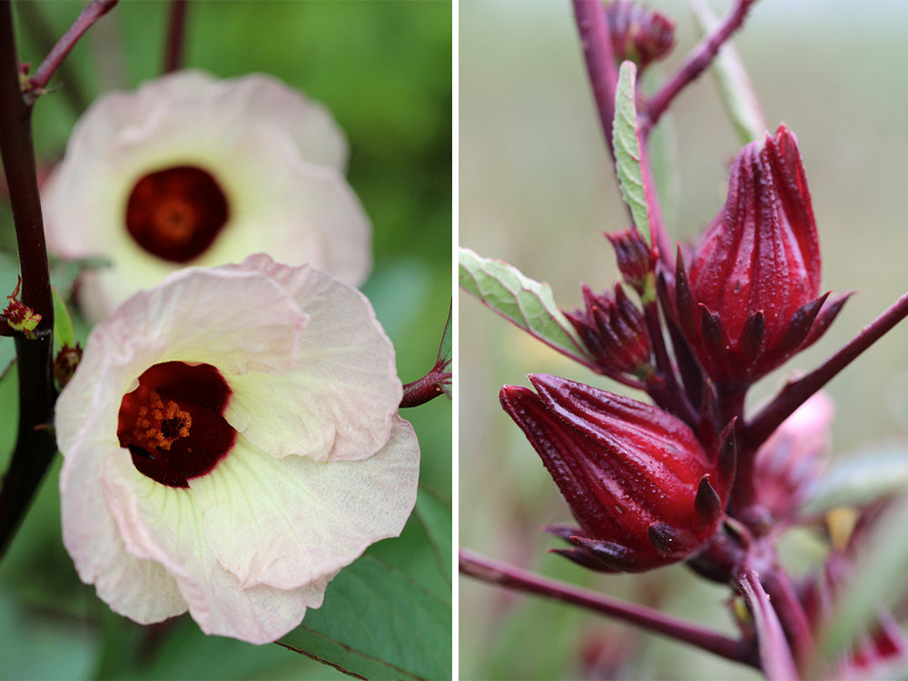 Herb of the Week: Enchanting Hibiscus